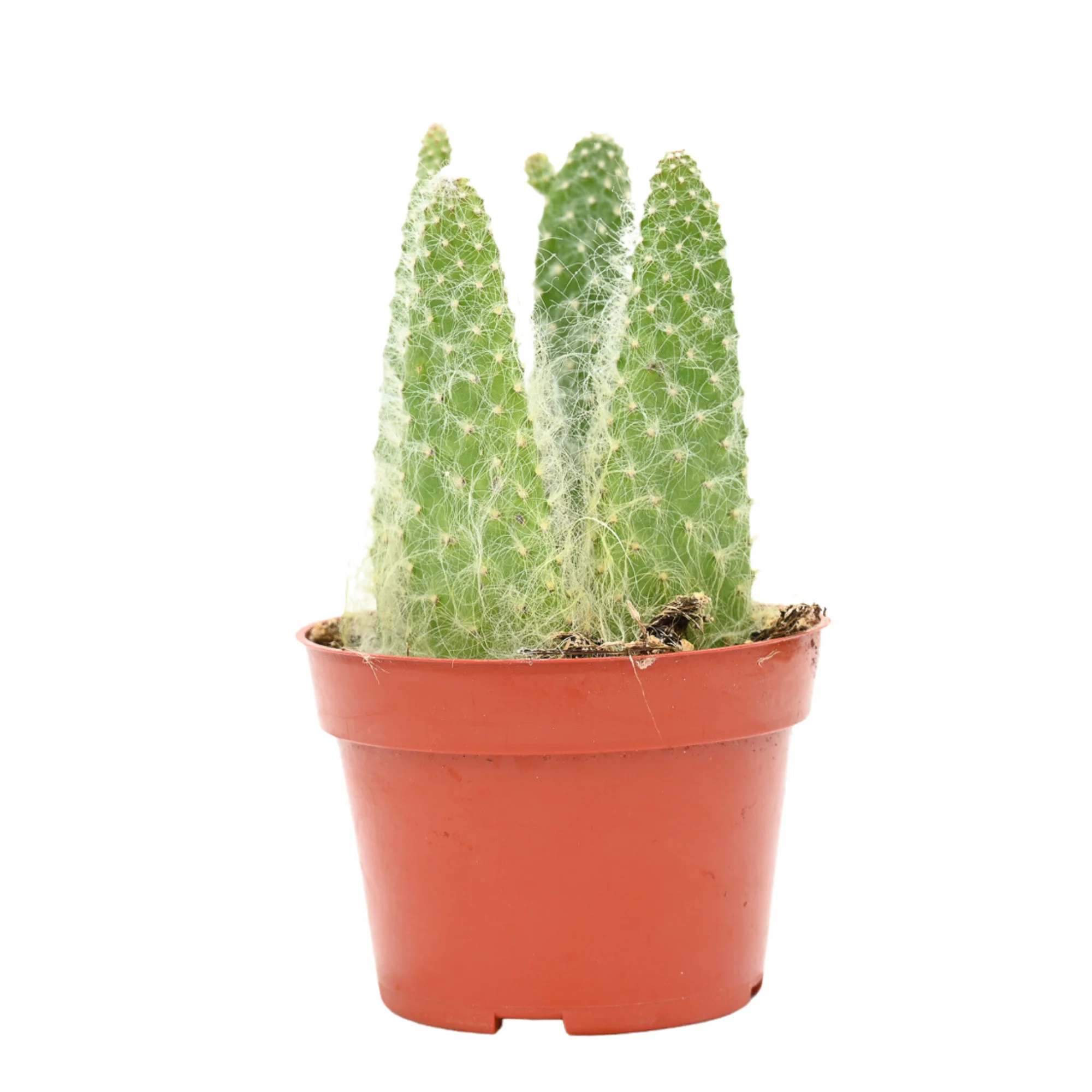 CACTUS FOR SALE